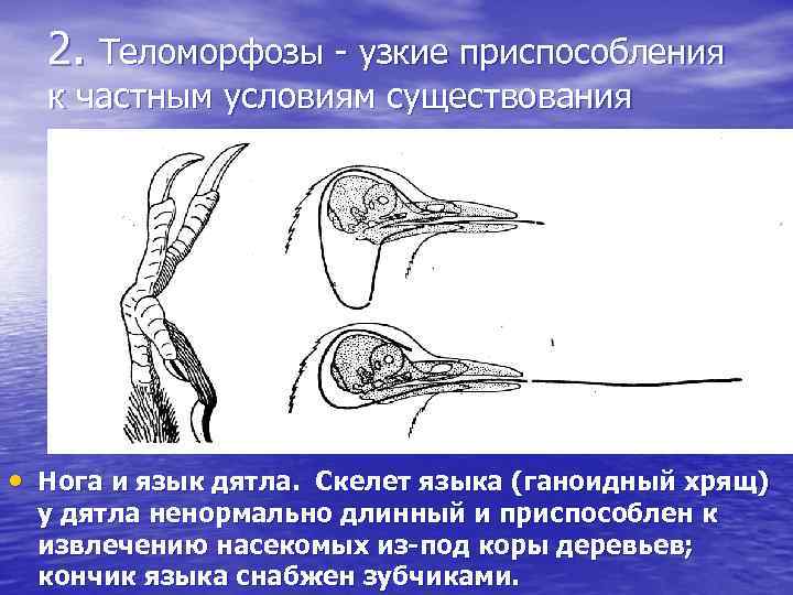 2. Теломорфозы - узкие приспособления к частным условиям существования • Нога и язык дятла.