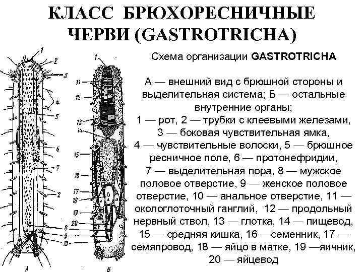 КЛАСС БРЮХОРЕСНИЧНЫЕ ЧЕРВИ (GASTROTRICHA) Схема организации GASTROTRICHA А — внешний вид с брюшной стороны