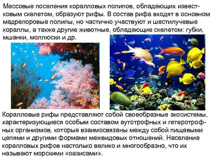 Массовые поселения коралловых полипов, обладающих известковым скелетом, образуют рифы. В состав рифа входят в