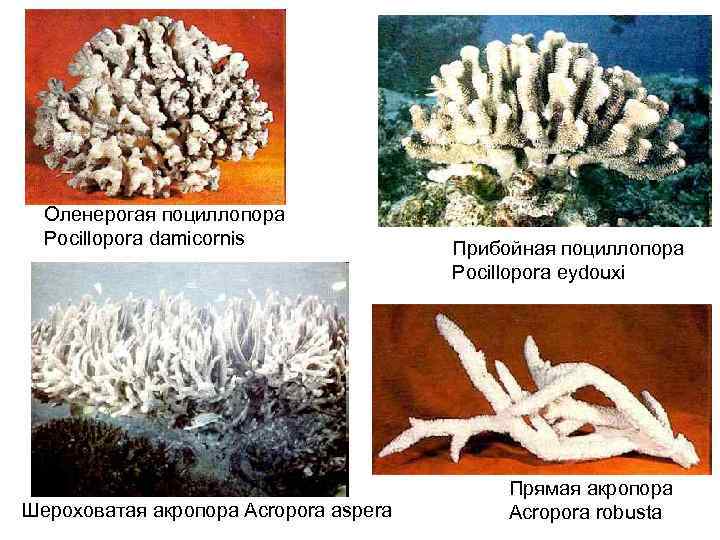 Оленерогая поциллопора Pocillopora damicornis Шероховатая акропора Acropora aspera Прибойная поциллопора Pocillopora eydouxi Прямая акропора