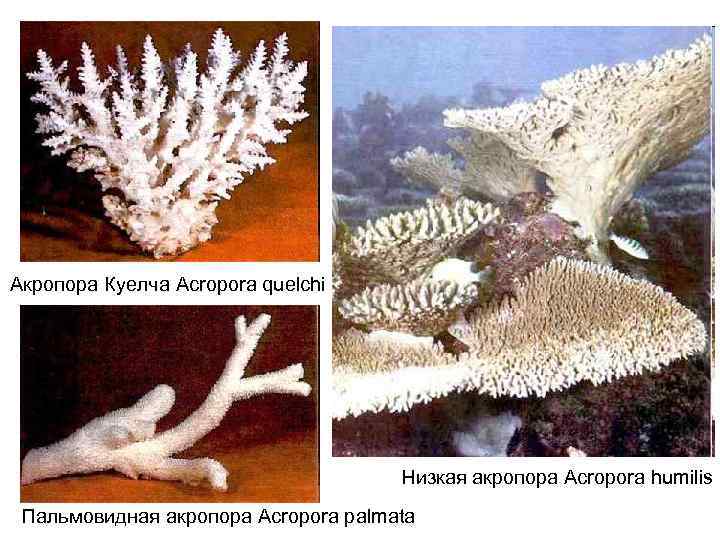 Акропора Куелча Acropora quelchi Низкая акропора Acropora humilis Пальмовидная акропора Acropora palmata 