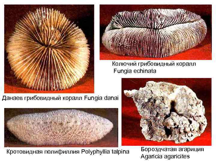 Колючий грибовидный коралл Fungia echinata Данаев грибовидный коралл Fungia danai Кротовидная полифиллия Polyphyllia talpina