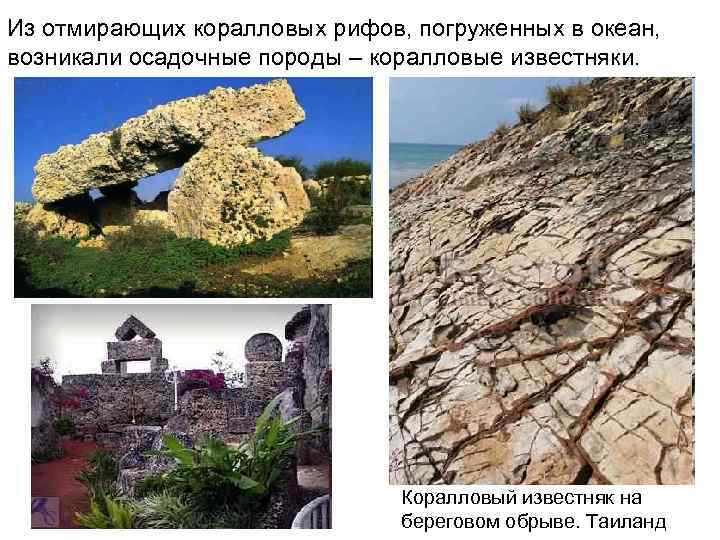 Из отмирающих коралловых рифов, погруженных в океан, возникали осадочные породы – коралловые известняки. Коралловый