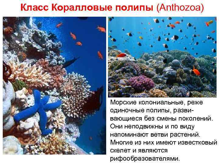 Класс Коралловые полипы (Anthozoa) Морские колониальные, реже одиночные полипы, развивающиеся без смены поколений. Они