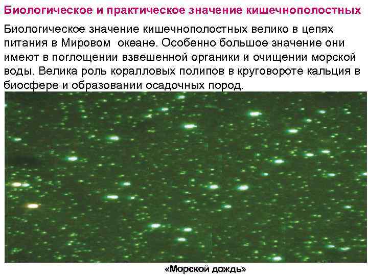 Биологическое и практическое значение кишечнополостных Биологическое значение кишечнополостных велико в цепях питания в Мировом