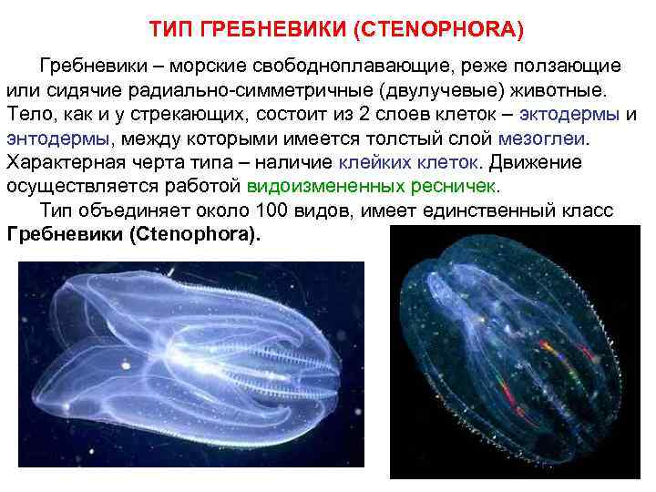 ТИП ГРЕБНЕВИКИ (CTENOPHORA) Гребневики – морские свободноплавающие, реже ползающие или сидячие радиально-симметричные (двулучевые) животные.