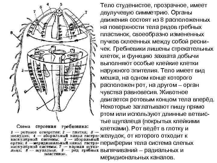 Тело студенистое, прозрачное, имеет двулучевую симметрию. Органы движения состоят из 8 расположенных на поверхности