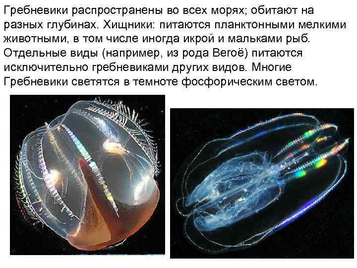 Гребневики распространены во всех морях; обитают на разных глубинах. Хищники: питаются планктонными мелкими животными,