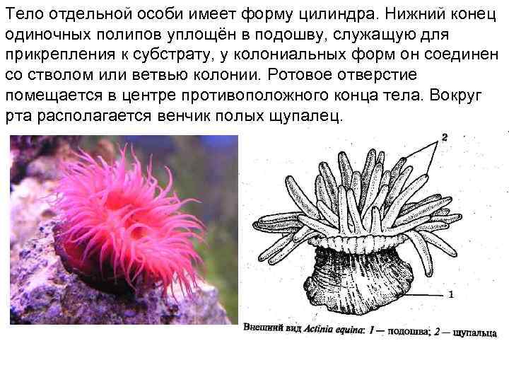 Колония кишечнополостных. Колония полипов у кишечнополостных. Передвижение одиночных полипов. Прикрепление к субстрату у растений. Полипа приспособление.