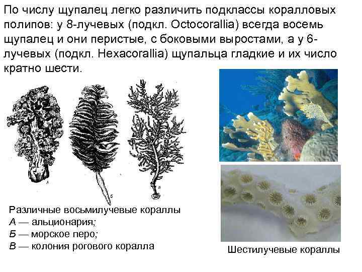 Сравнительная характеристика шести и восьмилучевых кораллов. Шестилучевые коралловые полипы. Восьмилучевые кораллы строение. Восьмилучевые и шестилучевые коралловые полипы. Строение коралла.