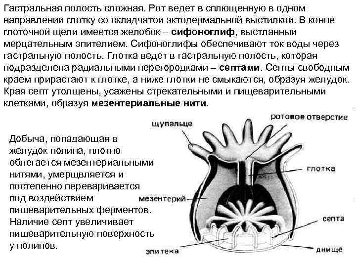 Гастральная полость