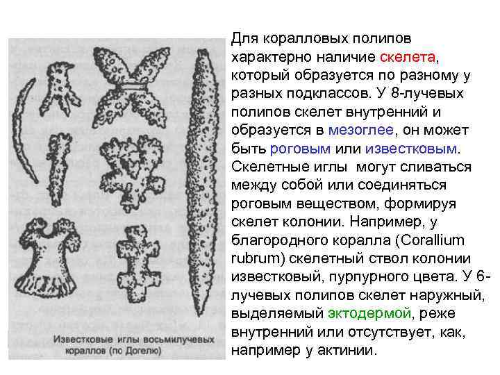 Для коралловых полипов характерно наличие скелета, который образуется по разному у разных подклассов. У