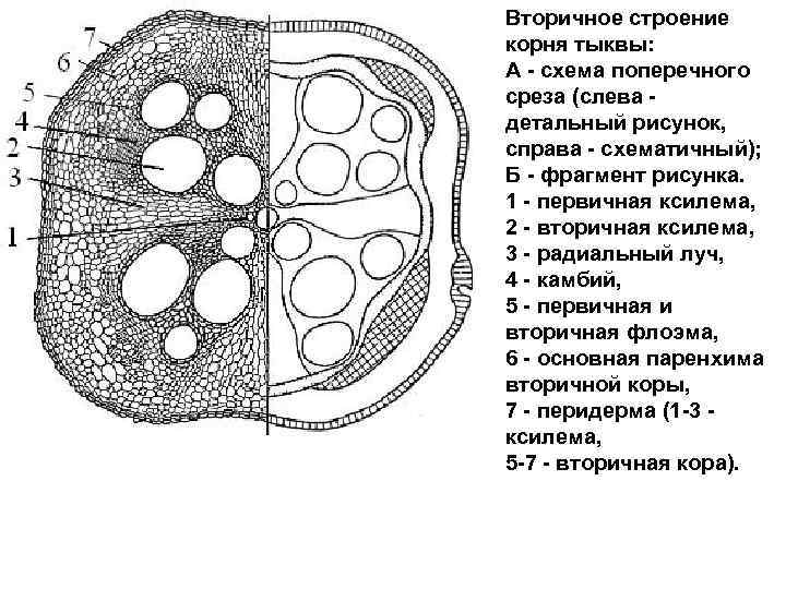 Поперечный срез рисунок. Поперечный срез корня тыквы схема. Первичное строение корня тыквы. Вторичное Анатомическое строение корня тыквы. Вторичное строение корня поперечный срез.