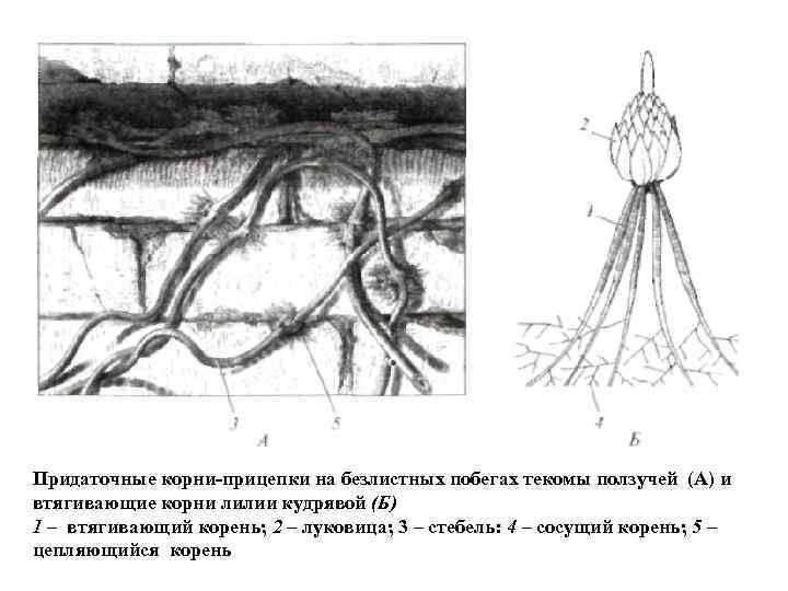 Корни прицепки рисунок