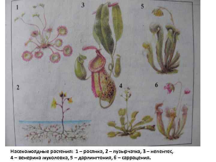 Насекомоядные растения: 1 – росянка, 2 – пузырчатка, 3 – непентес, 4 – венерина