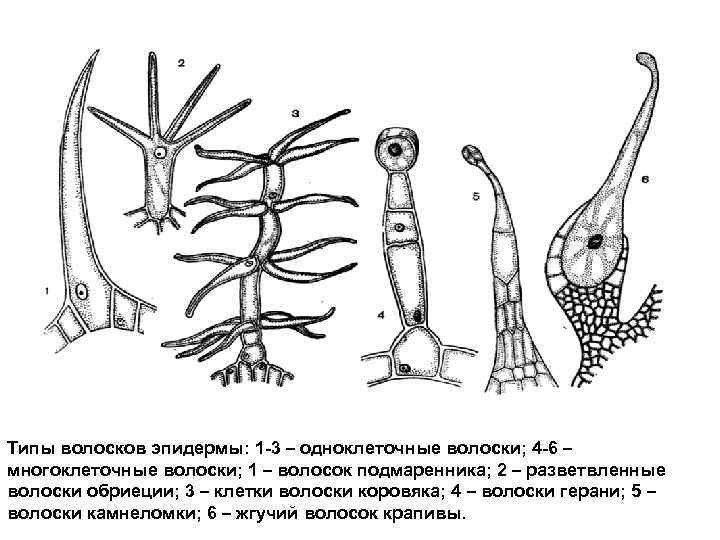 Типы волосков эпидермы: 1 -3 – одноклеточные волоски; 4 -6 – многоклеточные волоски; 1