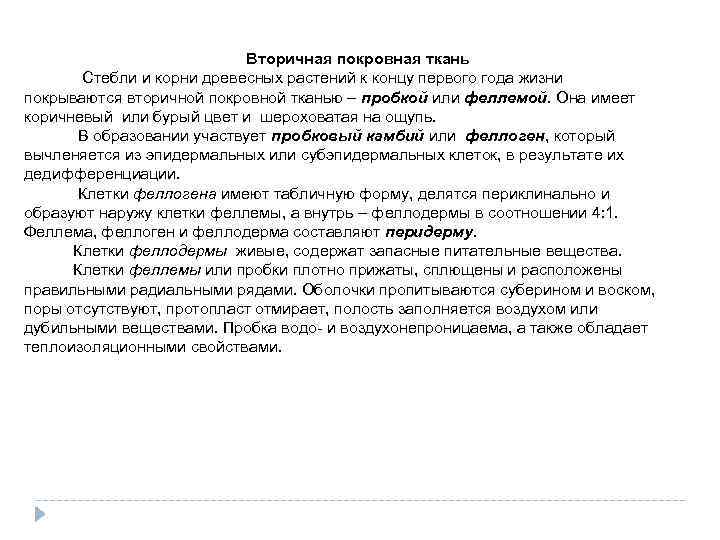 Вторичная покровная ткань Стебли и корни древесных растений к концу первого года жизни покрываются