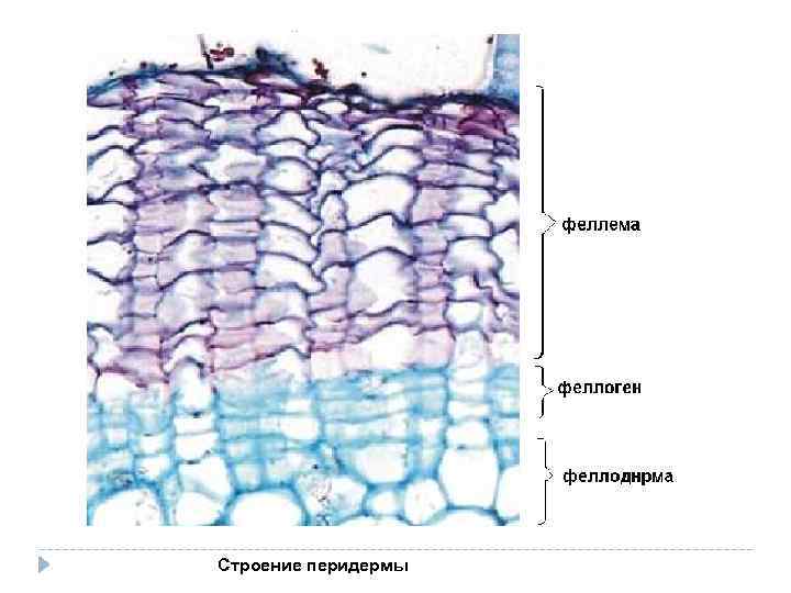 Строение перидермы 