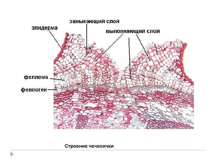 На каком рисунке изображена покровная ткань