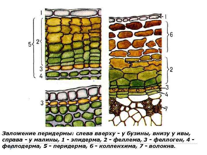 Заложение перидермы: слева вверху - у бузины, внизу у ивы, справа - у малины,