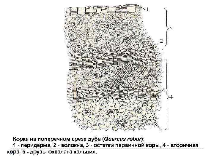 Строение корки схема