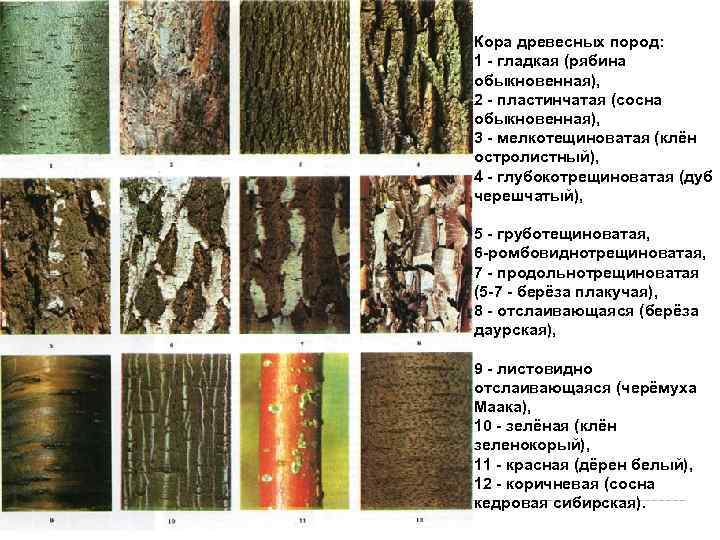 Кора древесных пород: 1 - гладкая (рябина обыкновенная), 2 - пластинчатая (сосна обыкновенная), 3