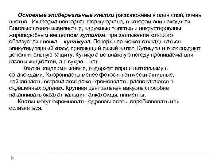 Основные эпидермальные клетки расположены в один слой, очень плотно. Их форма повторяет форму органа,