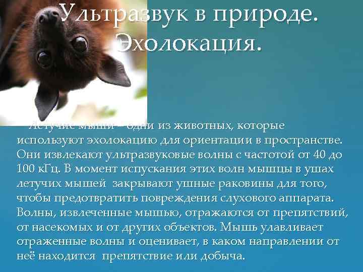 Ультразвук в природе. Эхолокация. Летучие мыши – одни из животных, которые используют эхолокацию для