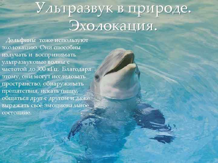 Ультразвук в природе. Эхолокация. Дельфины тоже используют эхолокацию. Они способны излучать и воспринимать ультразвуковые