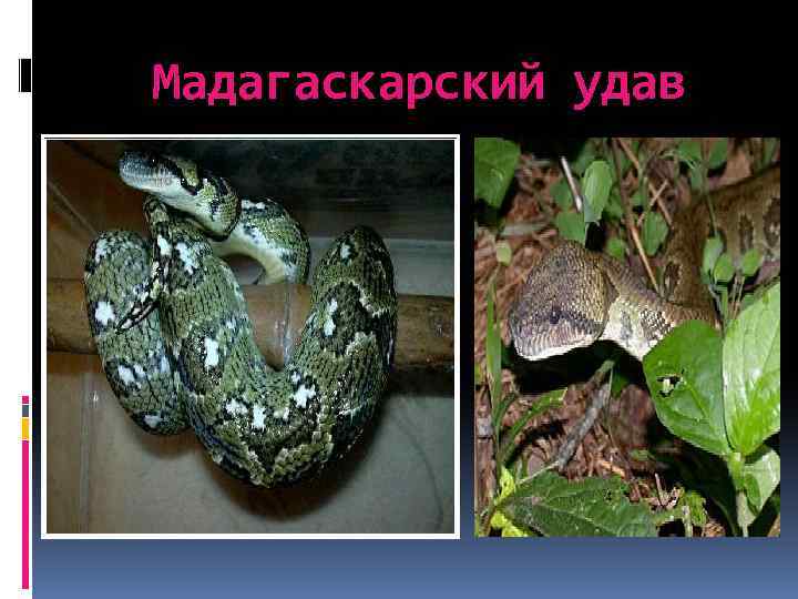 Мадагаскарский удав 