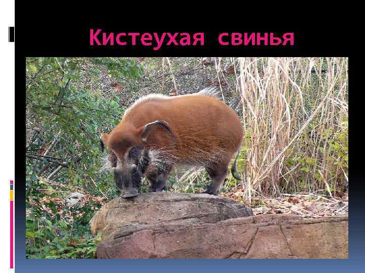 Кистеухая свинья 