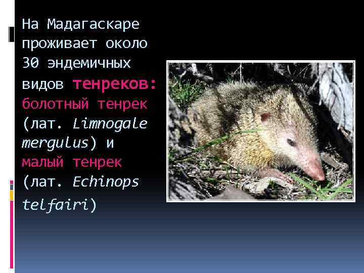 На Мадагаскаре проживает около 30 эндемичных видов тенреков: болотный тенрек (лат. Limnogale mergulus) и