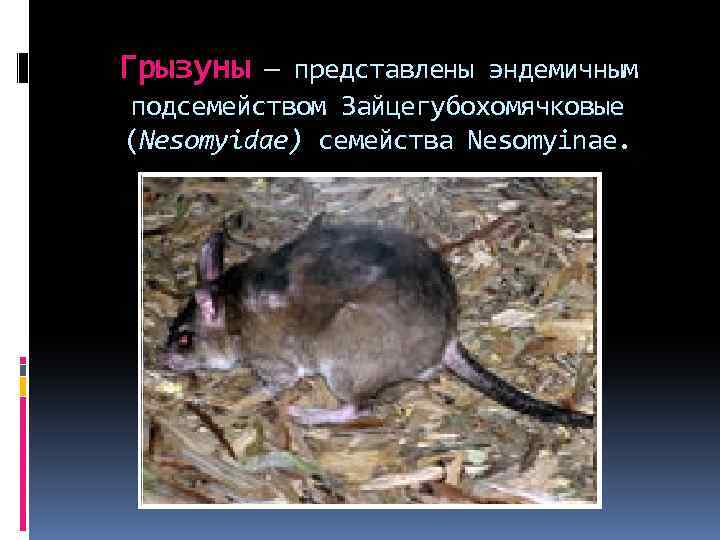 Грызуны — представлены эндемичным подсемейством Зайцегубохомячковые (Nesomyidae) семейства Nesomyinae. 