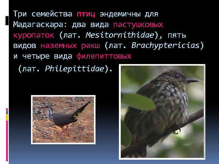 Три семейства птиц эндемичны для Мадагаскара: два вида пастушковых куропаток (лат. Mesitornithidae), пять видов