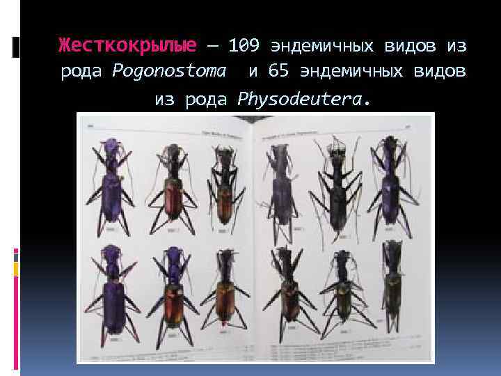 Жесткокрылые — 109 эндемичных видов из рода Pogonostoma и 65 эндемичных видов из рода
