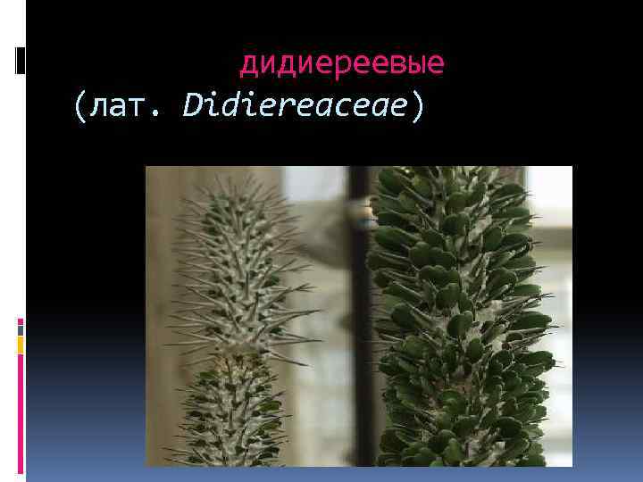  дидиереевые (лат. Didiereaceae) 