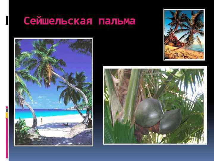 Сейшельская пальма 