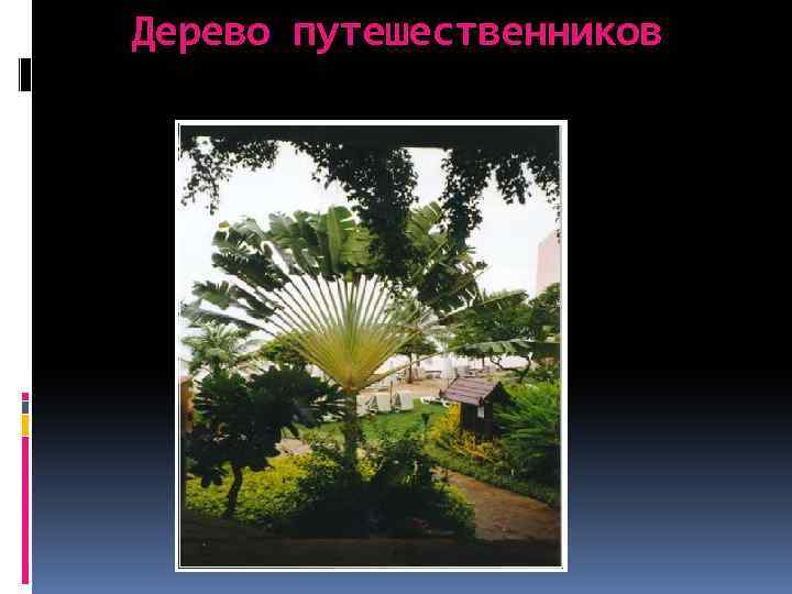 Дерево путешественников 