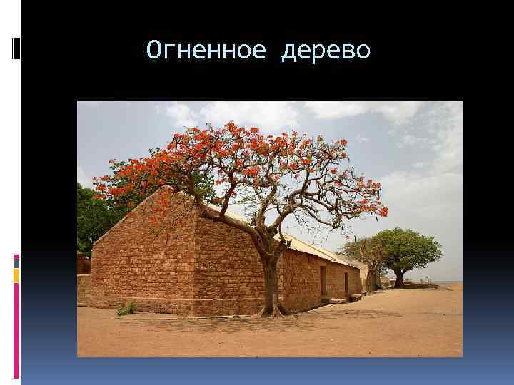 Огненное дерево 