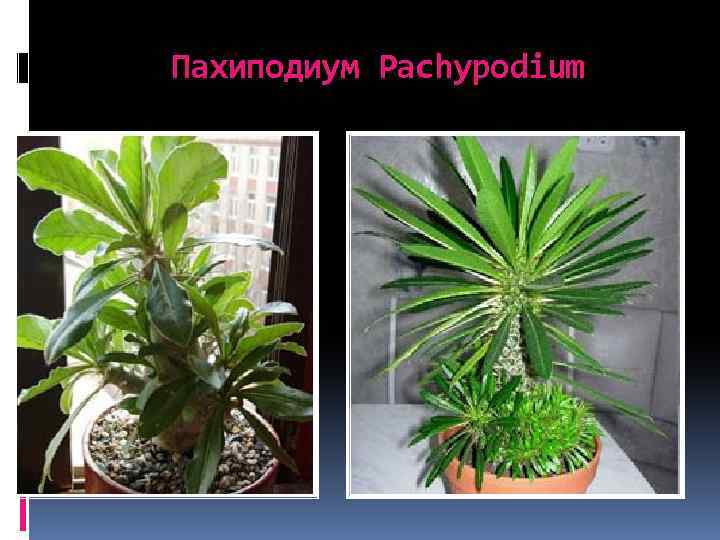 Пахиподиум Pachypodium 