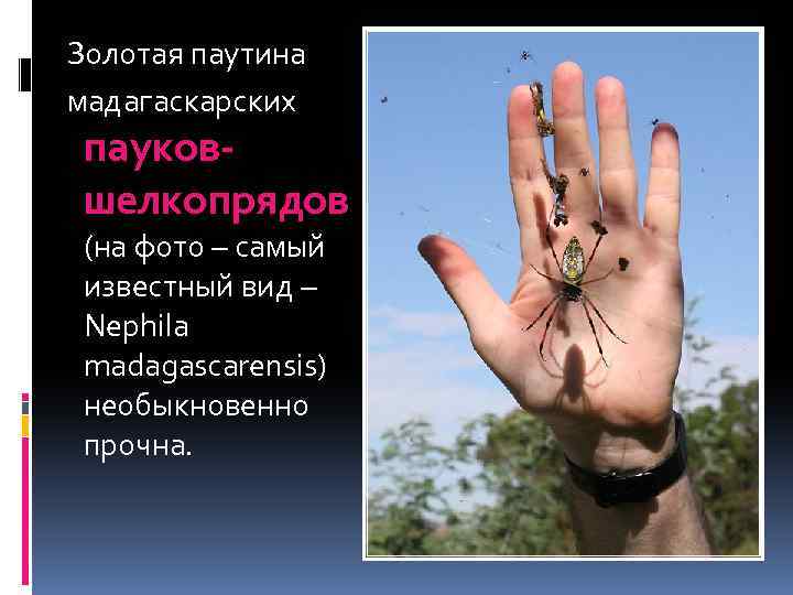  Золотая паутина мадагаскарских пауковшелкопрядов (на фото – самый известный вид – Nephila madagascarensis)