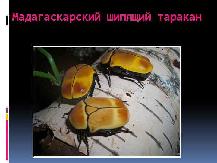 Мадагаскарский шипящий таракан 