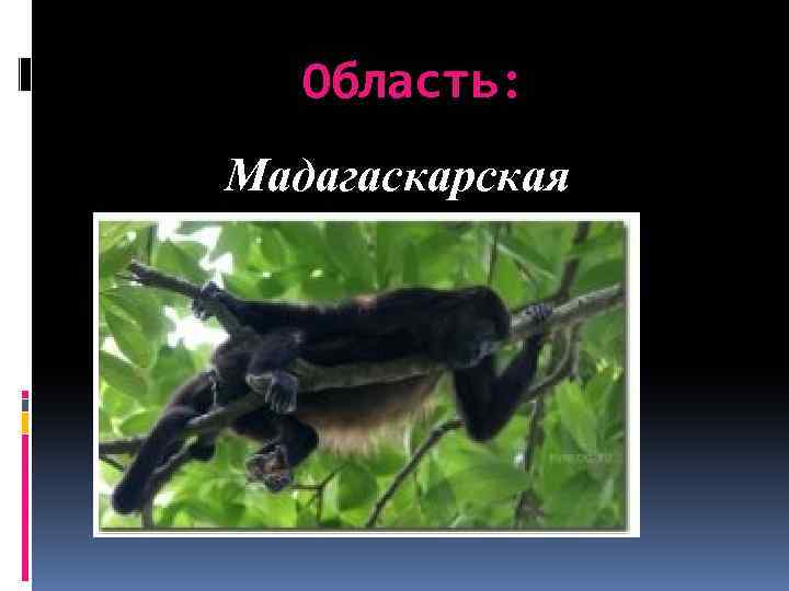 Область: Мадагаскарская 