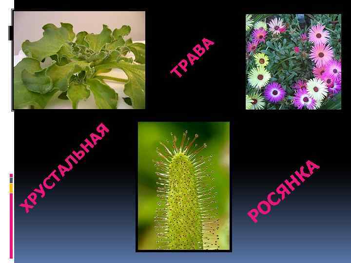 ЬН Л ТА УС ХР А К О Р С Н Я АЯ А