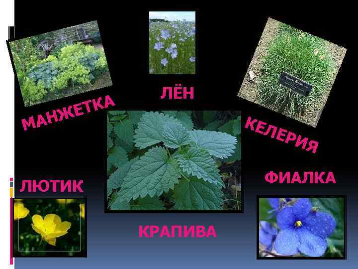 ТКА ЖЕ МАН ЛЁН КЕЛ ЕРИ Я ФИАЛКА ЛЮТИК КРАПИВА 