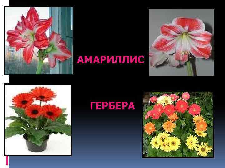 АМАРИЛЛИС ГЕРБЕРА 