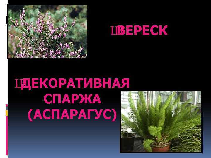 Ш ВЕРЕСК Ш ДЕКОРАТИВНАЯ СПАРЖА (АСПАРАГУС) 