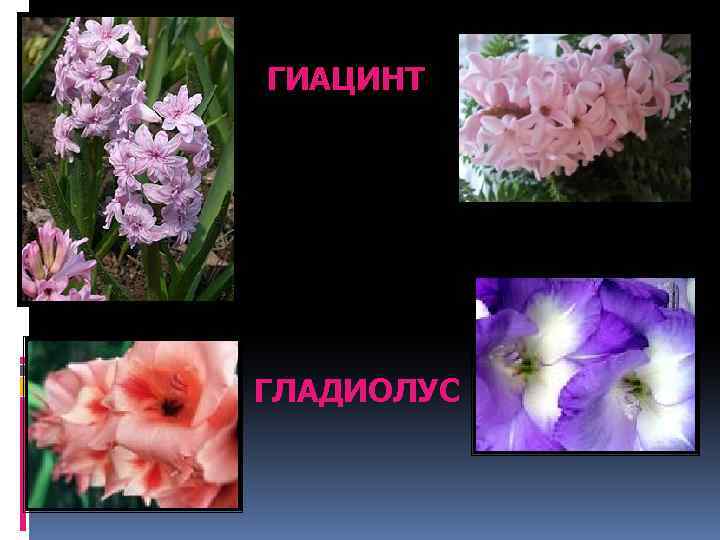 ГИАЦИНТ ГЛАДИОЛУС 