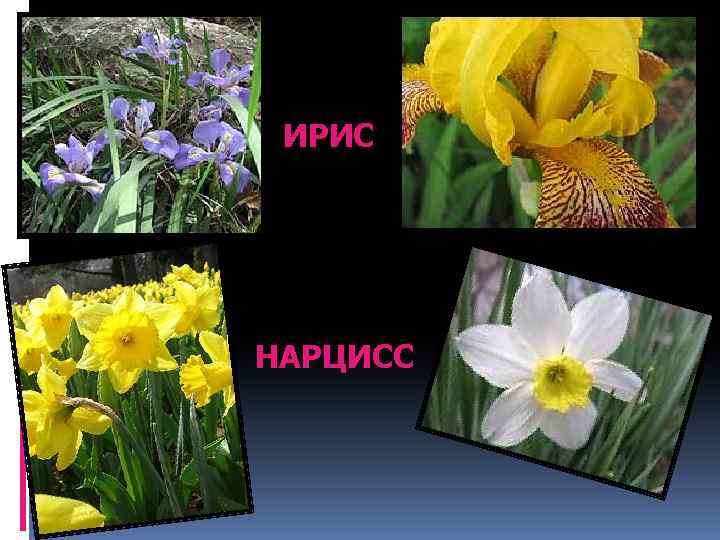 ИРИС НАРЦИСС 