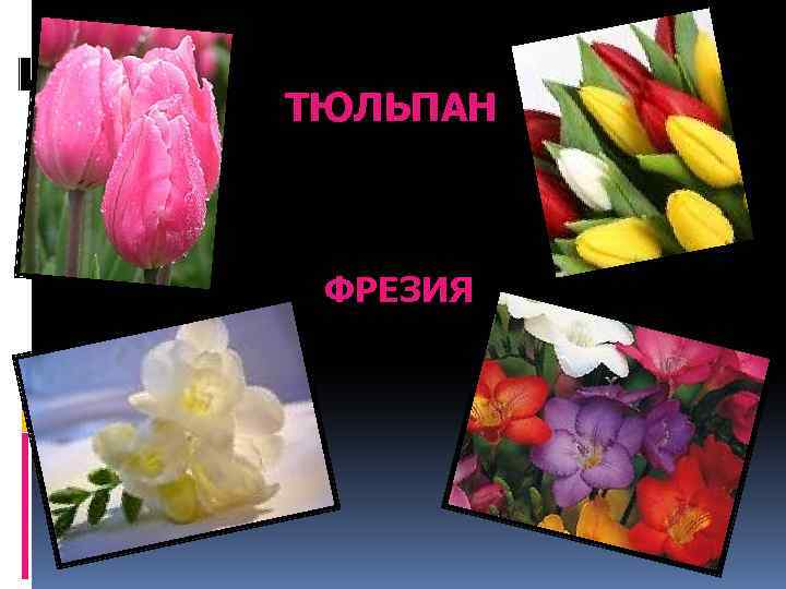 ТЮЛЬПАН ФРЕЗИЯ 